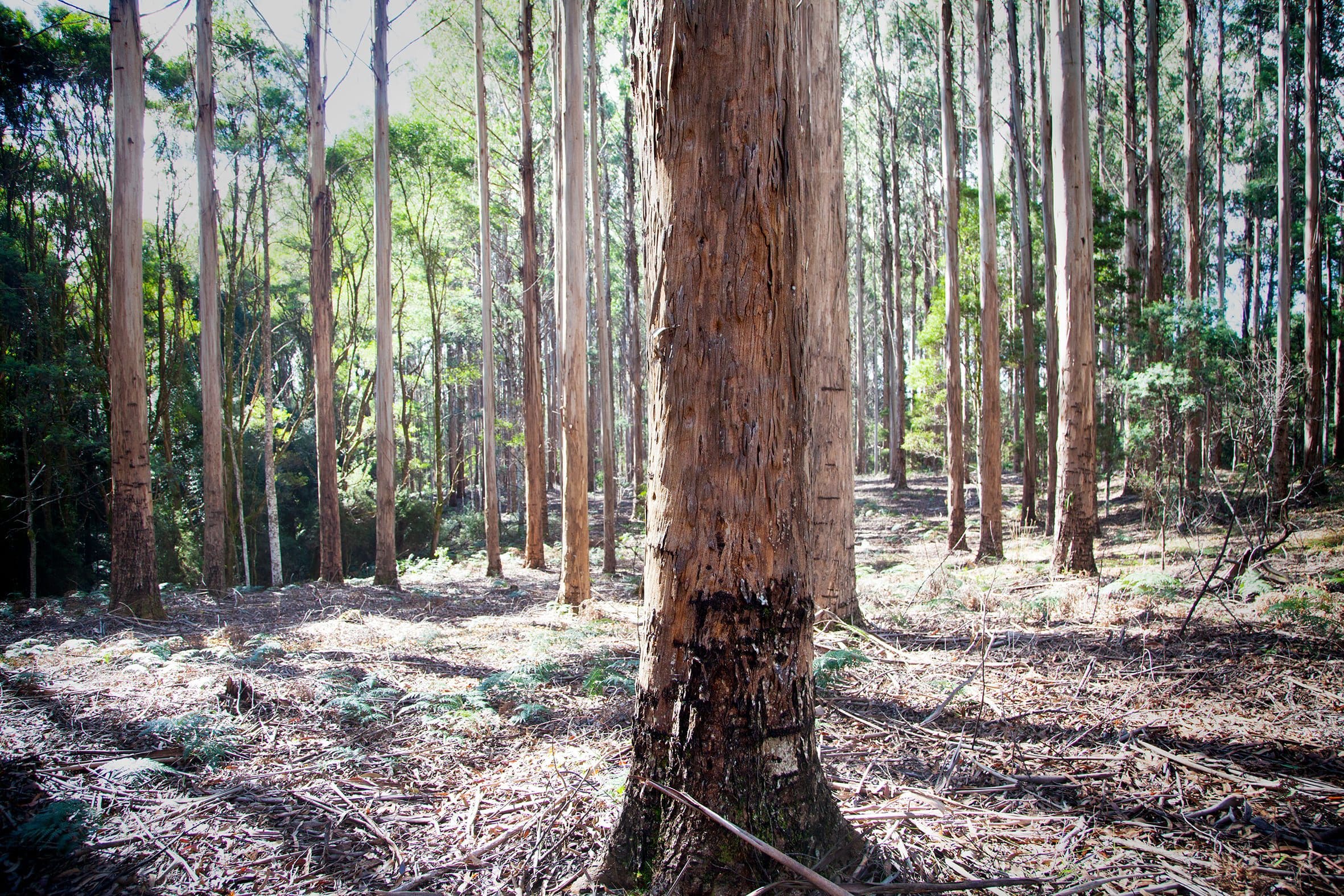 Webinar: Plantation Resource in to the future