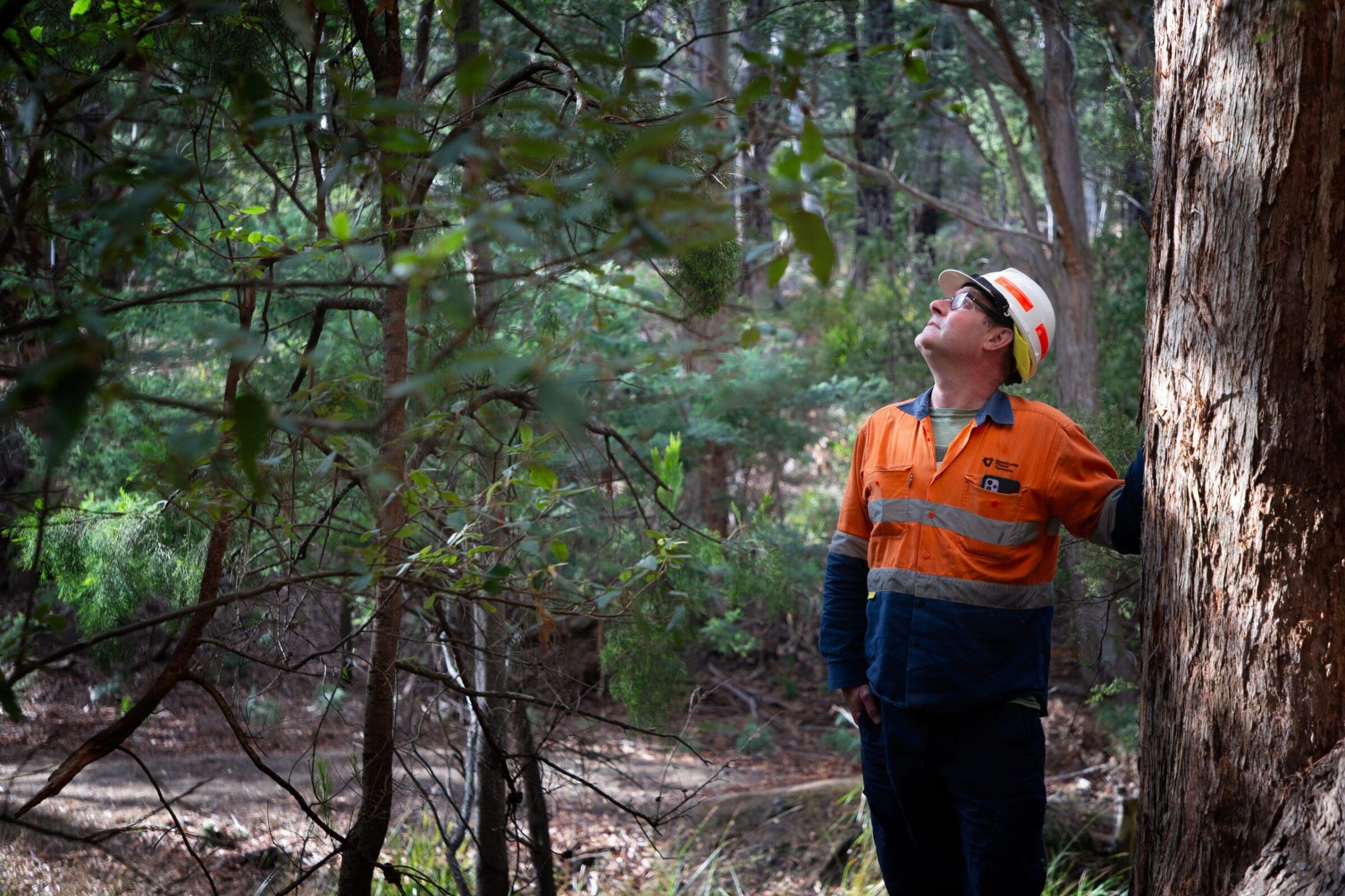 Forest Management